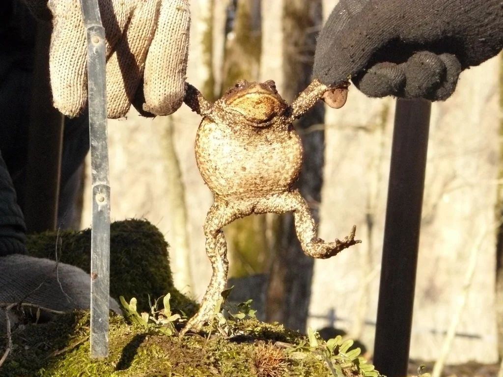 А16 лягушка.webp