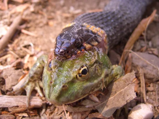 А29 змея жрет лягушку.webp