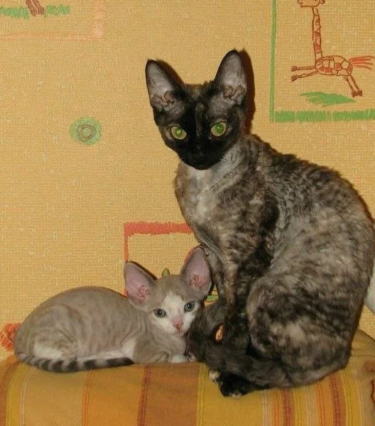 a5AgXm4KjrA.webp