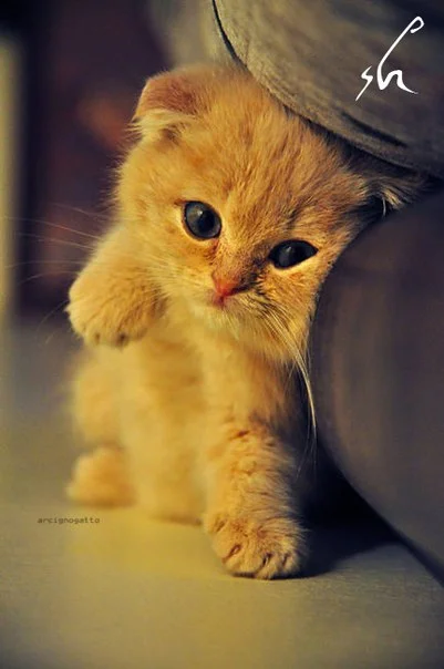 a6a81f46b4cc.webp