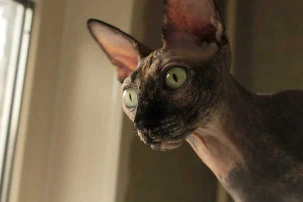 abIMiBVq7tM.webp