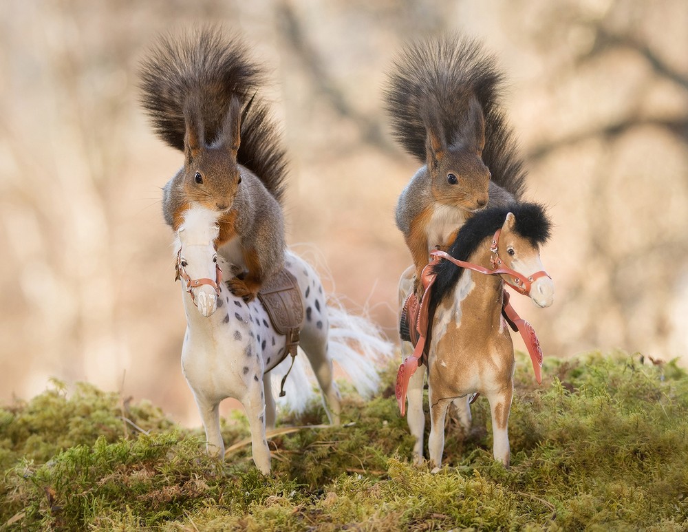 Adorable-squirrel-rider-01.jpg