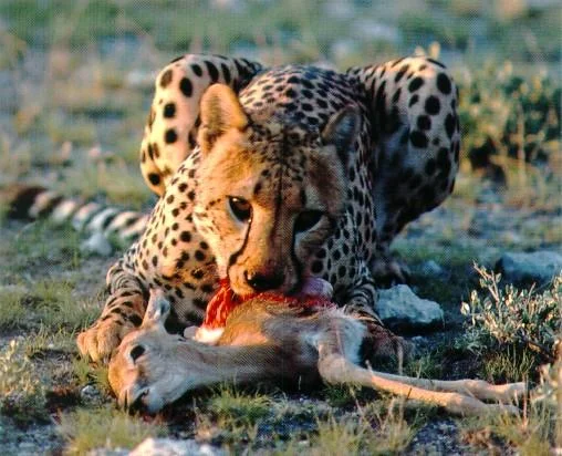 afwld027-Cheetah-Dinner-YoungAntelope.webp