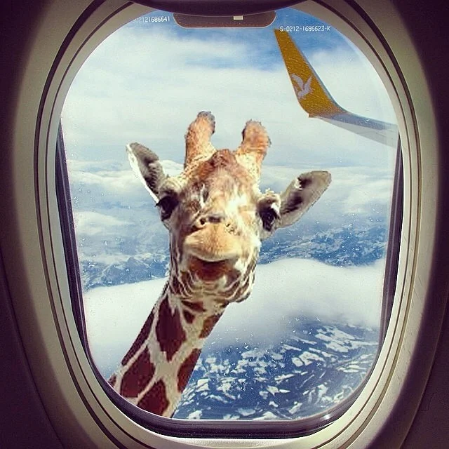 airplane-fly-funny-giraffe-Favim.com-2961503.webp