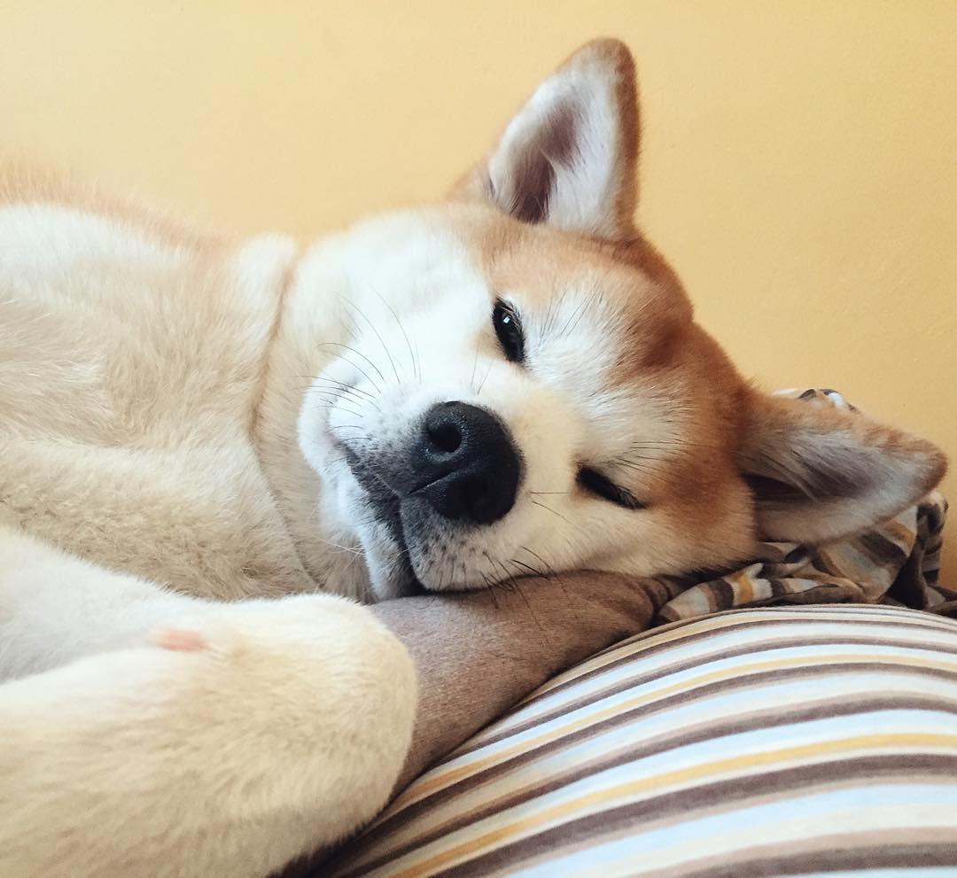 akita-dog-rest.jpg