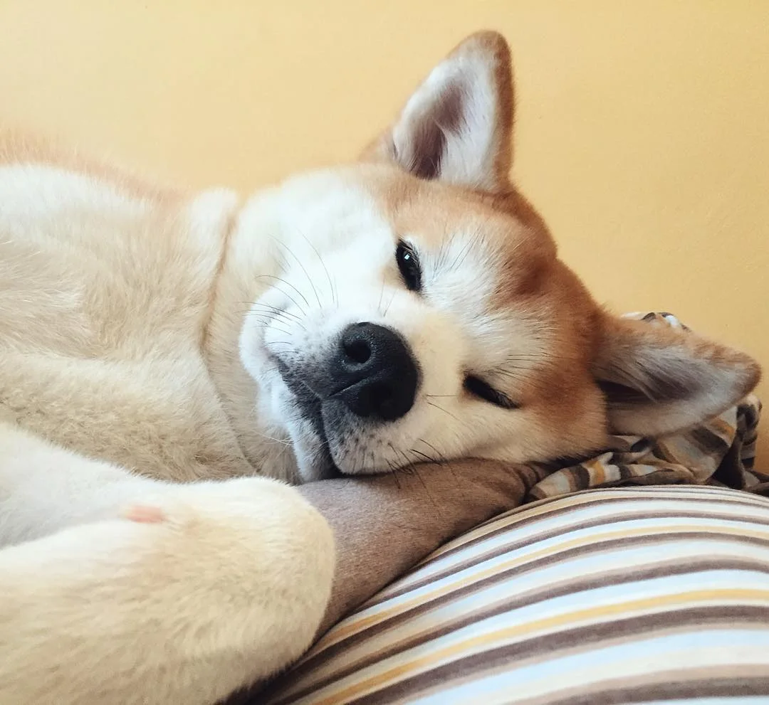 akita-dog-rest.webp