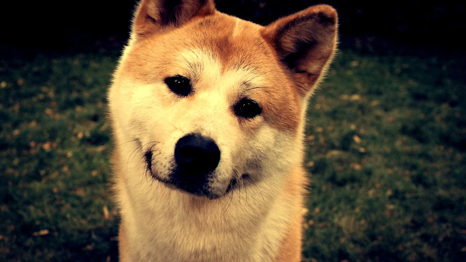 akita-inu-1.webp