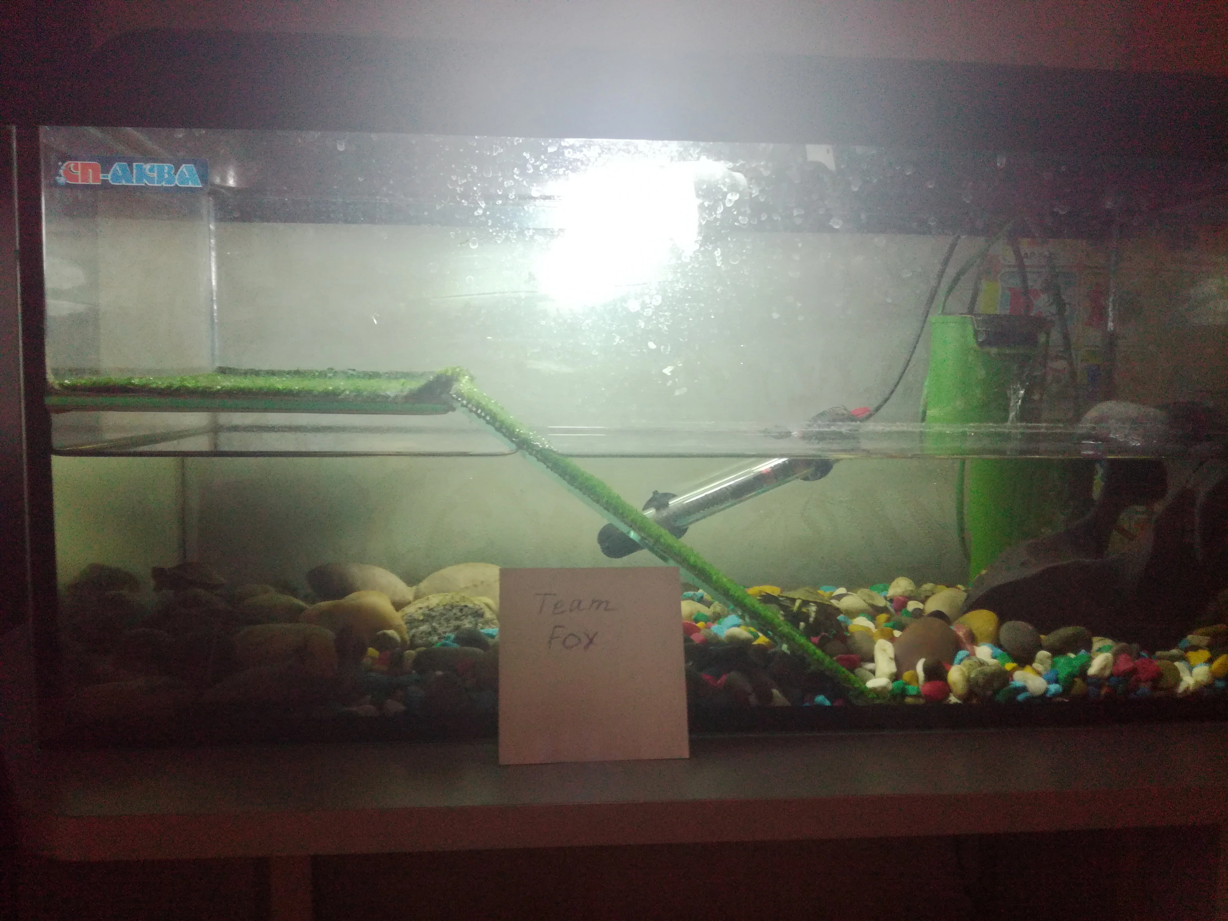 аквариум.webp