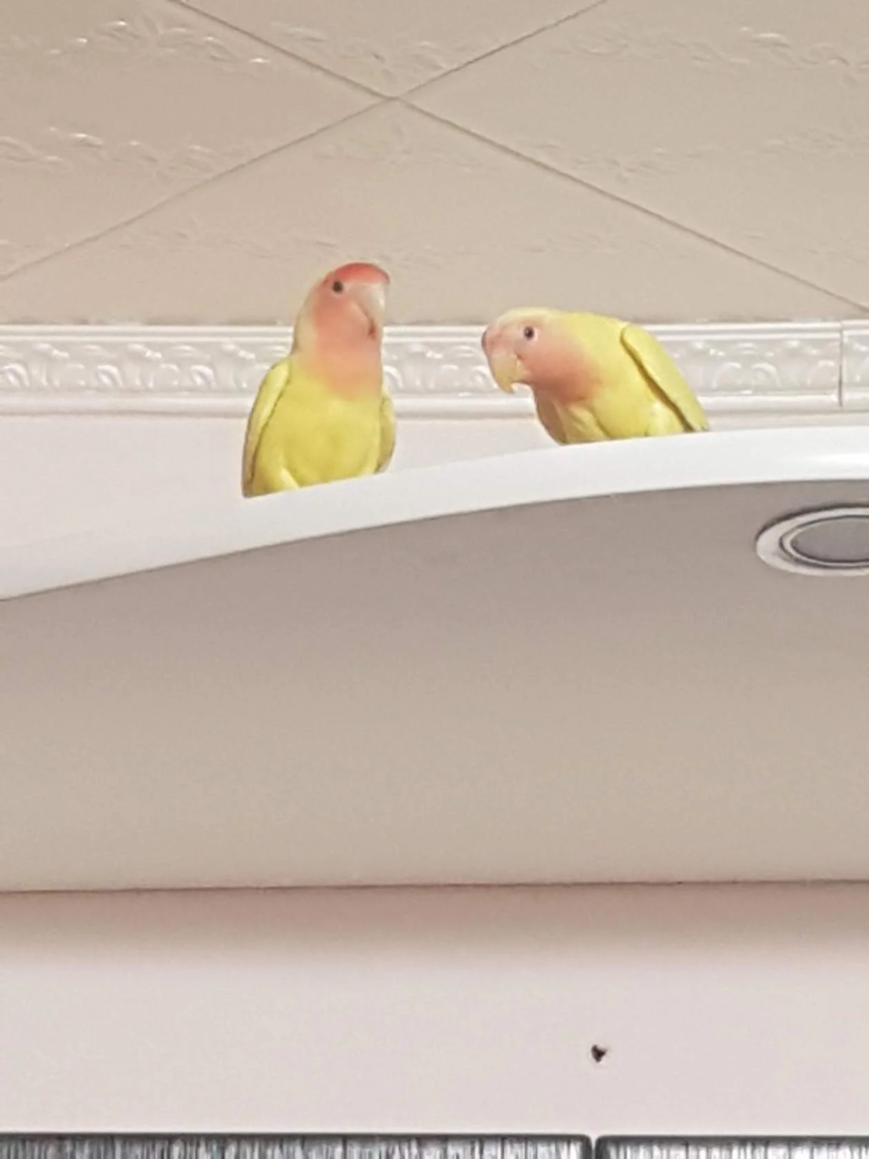 Аленушка Моисеева_2.webp