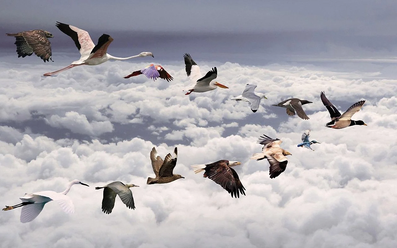 all-birds-migration-1366x768.webp