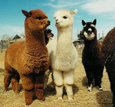 альпак (13).webp