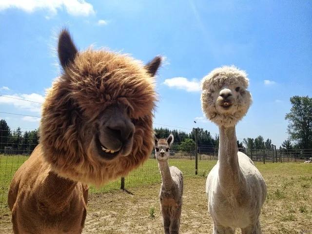 альпак (7).webp