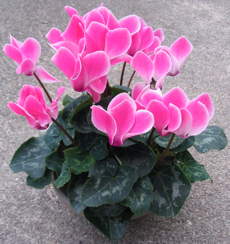 Alpenveilchen_Cyclamen_1.jpg