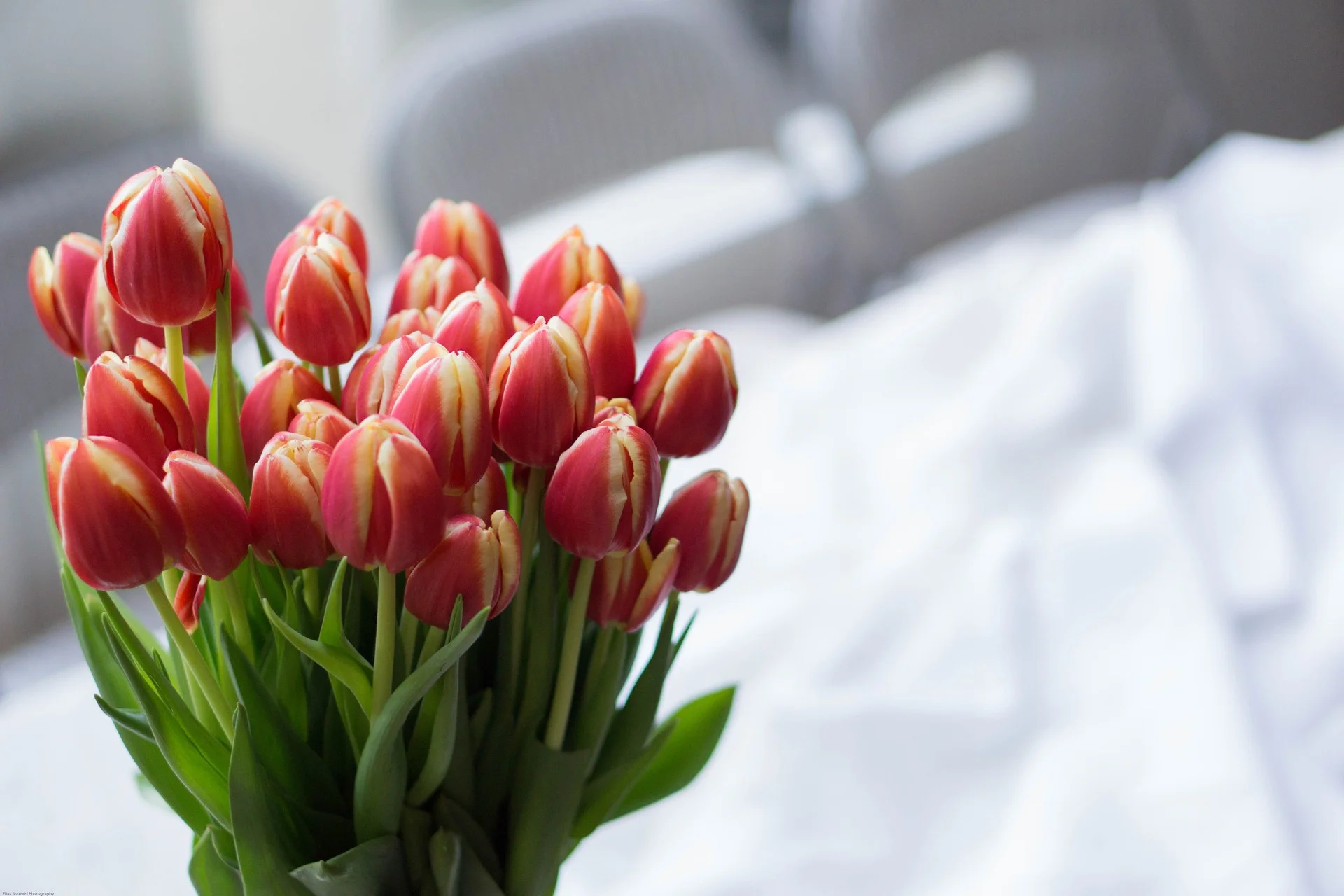 amanullah khan_Beautiful Tulips_YkRjR2Nb.webp