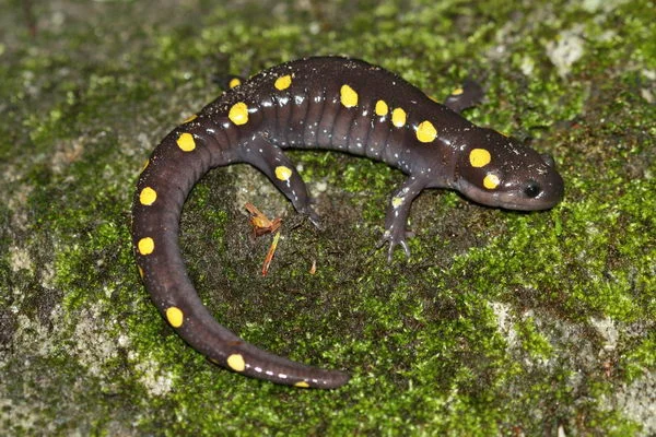 ambystoma_maculatum.webp