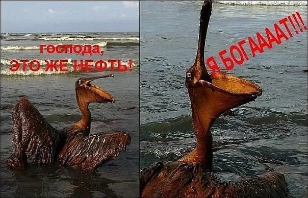 американцы-юмор-нефть-пеликан-642016.webp