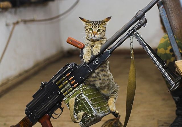 Ammo-Cat-Armed-and-Ready.jpg