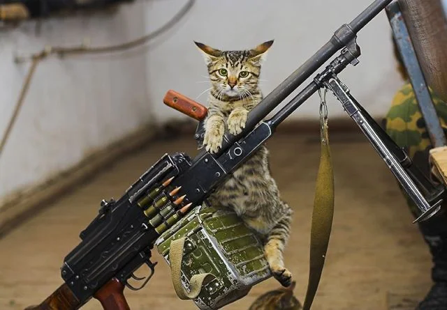 Ammo-Cat-Armed-and-Ready.webp