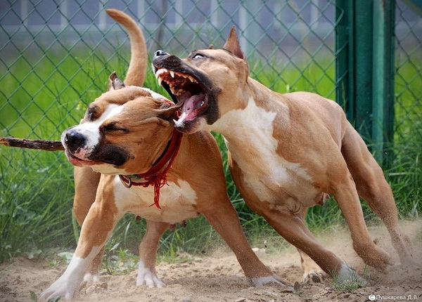 amstaff (2).jpg