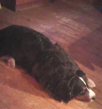 амулет веб.webp