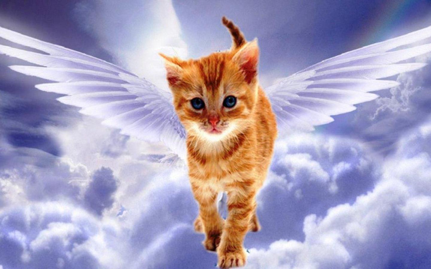 angel-cat-fantasy-wings-flying-sky-clouds-rainbow-fancy-1440x900.jpg