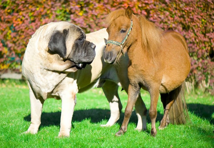 Anglijskij-mastiff.jpg