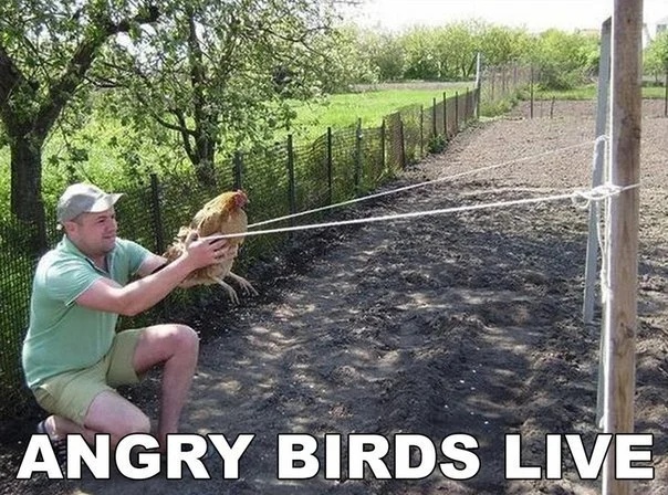 Angry Birds.webp