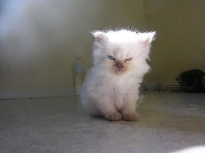 angry-kittens-2-591aec462619a__700.webp