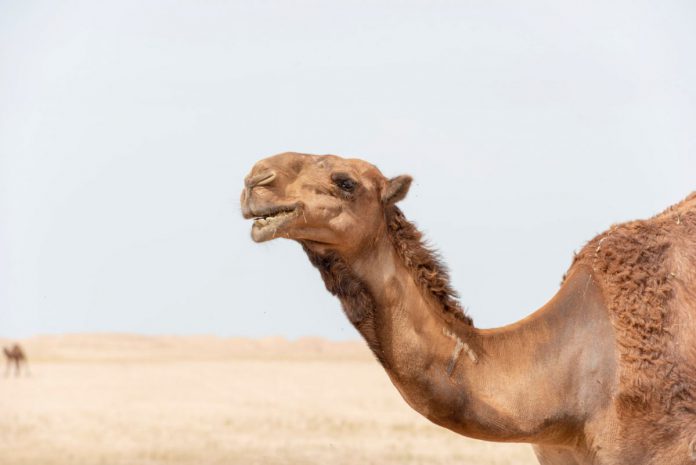 animal-animal-photography-arabian-camel-2080195-696x465.jpg