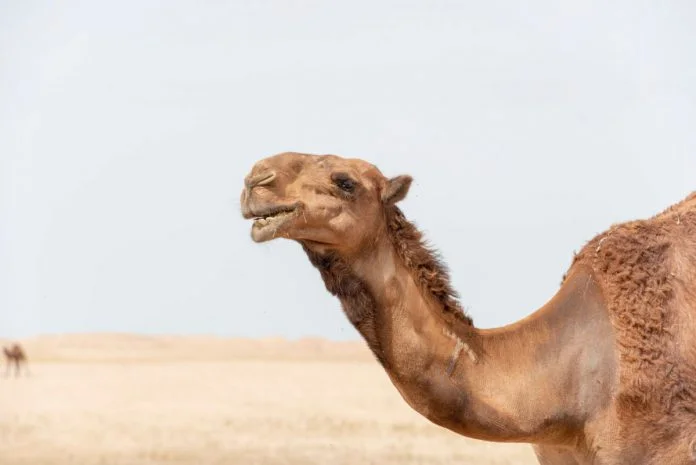 animal-animal-photography-arabian-camel-2080195-696x465.webp