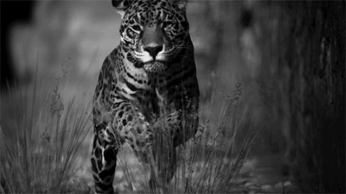 animal-beauty-jaguar-jaquar-leap-Favim.com-231764.gif