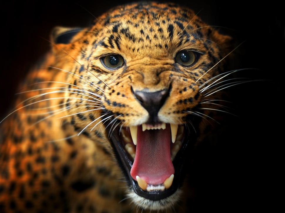 animal-close-up-leopard-teeth-eyes-mustache-black-background-2K-wallpaper-middle-size.jpg