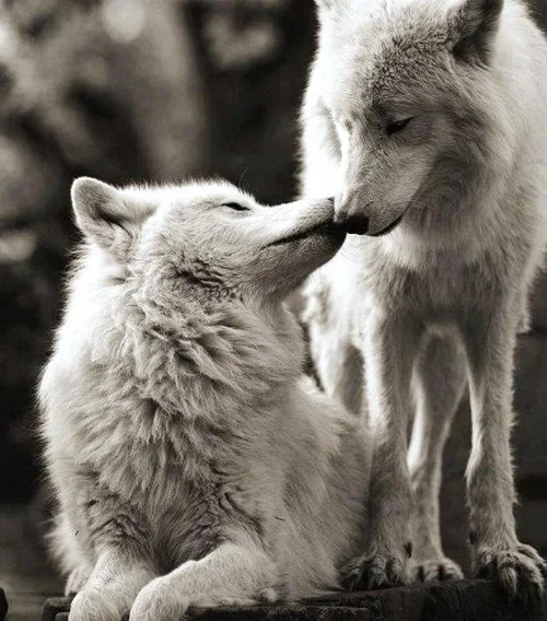 animals-couples-cute-inspiration-Favim.com-2196411.webp