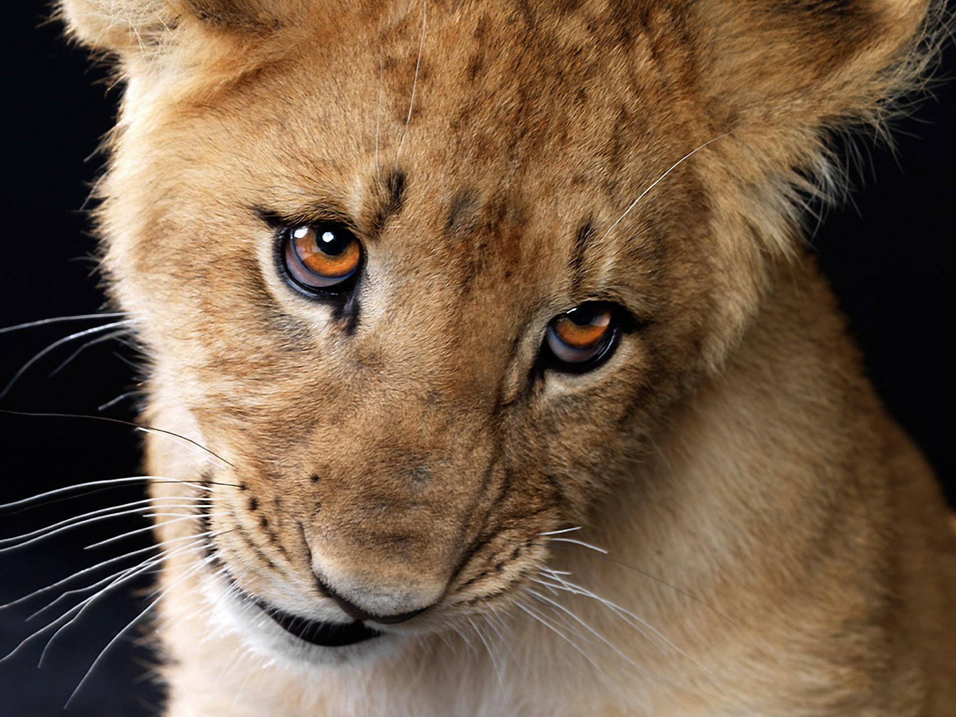 animals-widescreen-lions-kittens-baby-eyes-animals-iphone.jpeg