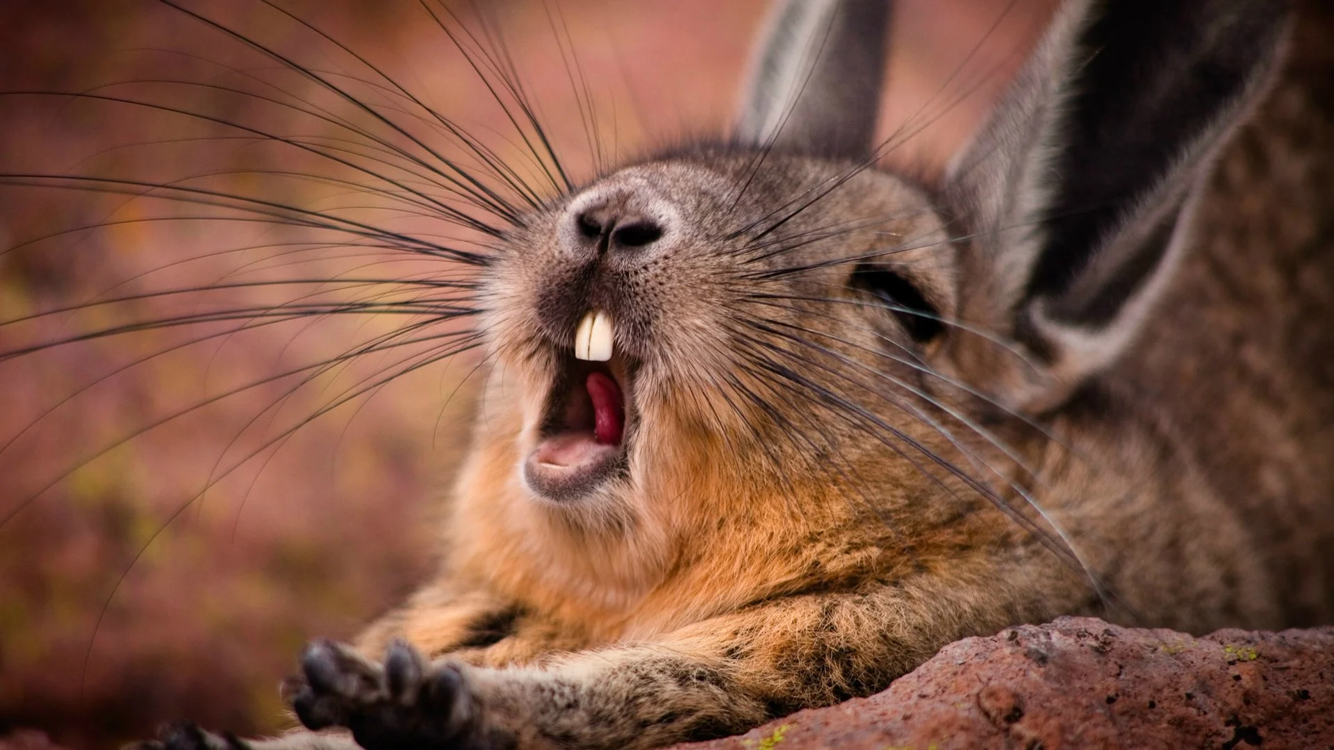 Animals___Hares_and_rabbits_Wild_rabbit_yawns_099197_.webp