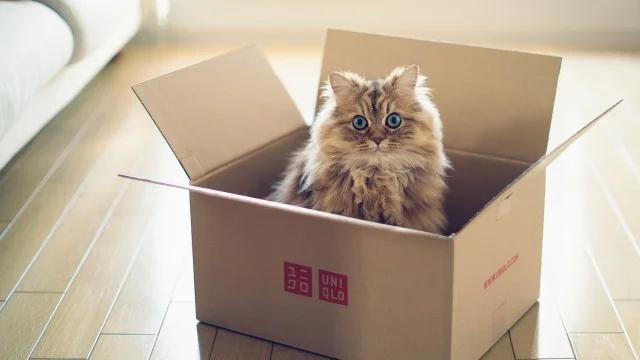 Animals_Cats_Fluffy_cat_in_a_cardboard_box_105532.webp