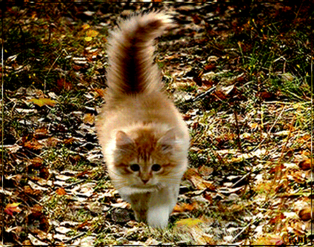 анимированная_открытка_осенний_привет(1).gif