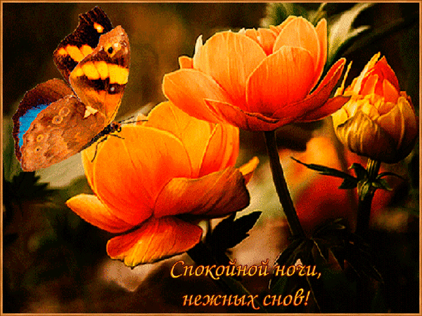 анимированная_открытка_спокойной_ночи (1).gif