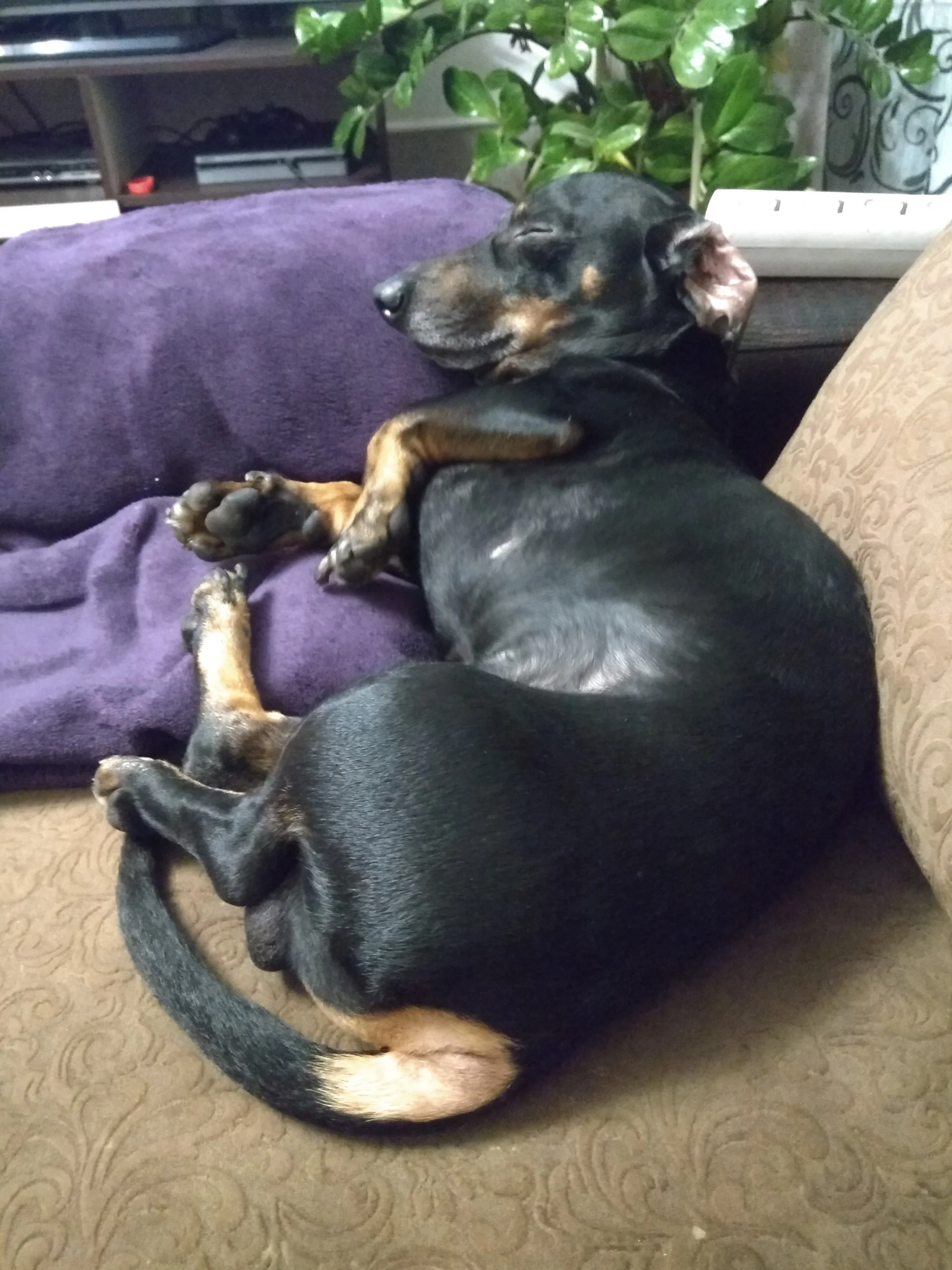 анн фокси1.webp