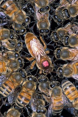 Apis_mellifera_scutellata_1355021.jpg