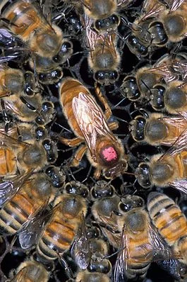 Apis_mellifera_scutellata_1355021.webp