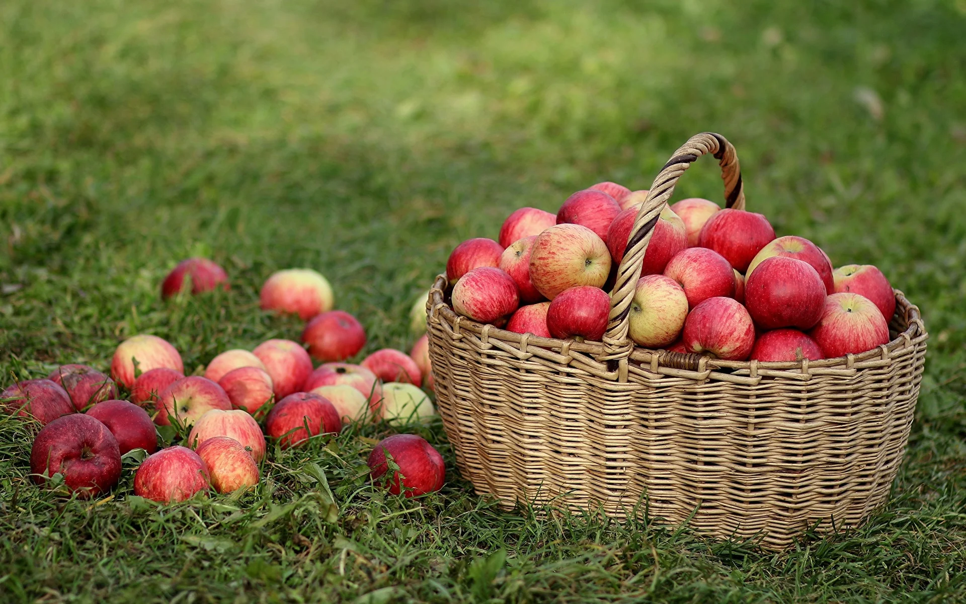 Apples_Wicker_basket_592470_1920x1200.jpg