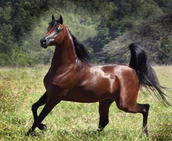 Arabian_horse1.jpg