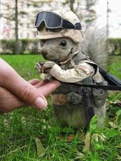 ArmySquirrel.webp