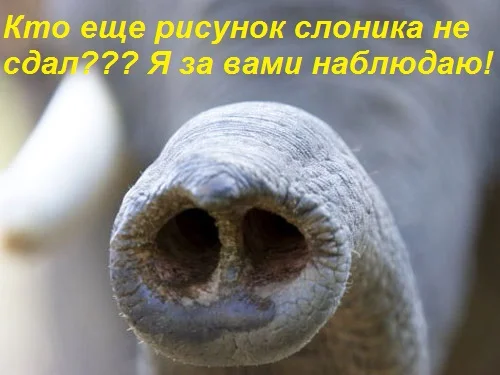 asian-elephant5.webp
