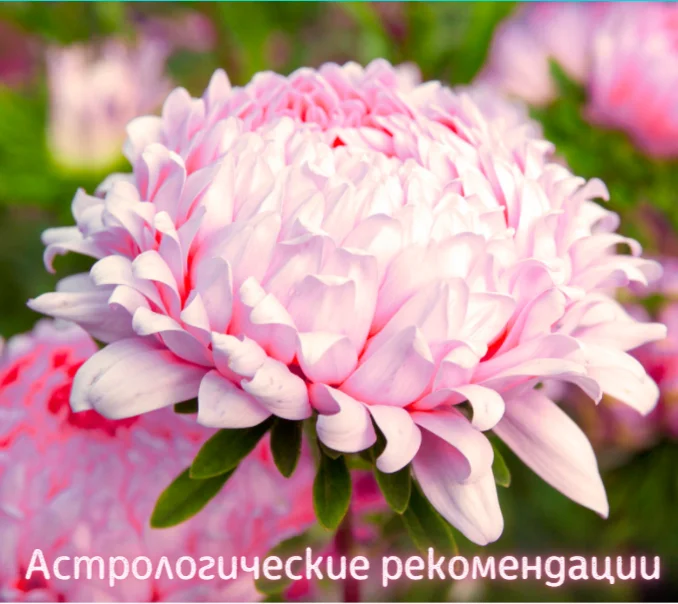 астра бело-розовая.webp