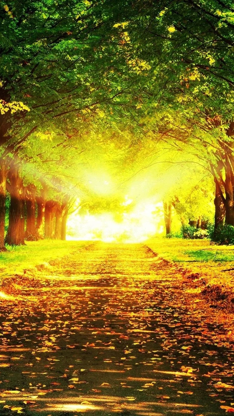 Autumn-beautiful-landscape-road-trees-grass-sun-rays_iphone_750x1334.webp