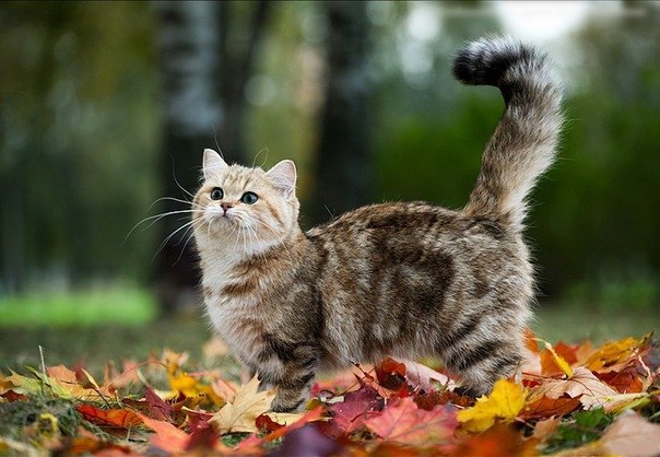 autumn-cat-4.jpg