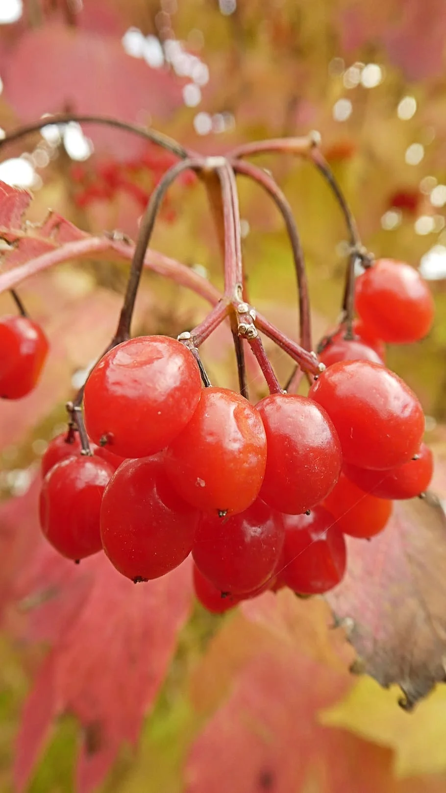 autumn-nature-plant-berry.webp