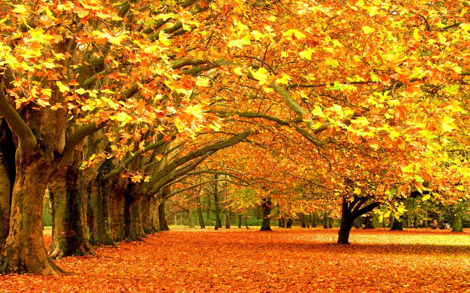 autumn-trees-park.webp
